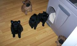 We have 5 adorable Pomeranian Puppies for sale.  They will have their first shots and have been dewormed.  Mom is Black and father is Pure Bred Sable.  Very friendly and love to play with kids.
 
The two puppies further to the left in the picture are the