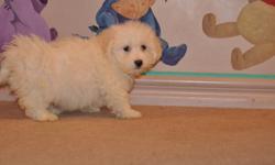 5 Maltese X Bichon puppies, 3 boys in the first 6 pictures and 2 girls in the last 4 pictures, the mother is a pure Maltese 8lbs, the father is a pure Bichon 14lbs, good companions, extremely friendly, non-shedding, hypoallergenic, ready to go their new