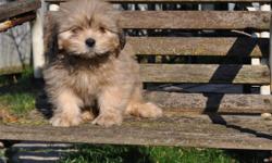 5 Maltese x Lhasa Apso puppies, born Sept. 14th, 3 males in the first 6 pictures and 2 females in the last 4 pictures, their father is a pure Maltese and their mother is a pure Lhasa Apso, they will weigh 12 to 14lbs when full grown, non-shedding,