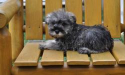 5 Miniature Schnauzer puppies, born Oct. 9th, 2 males in the first 4 pictures and 3 females in the last 6 pictures, they will weigh 12 to 15 lbs full grown, both parents are pure Miniature Shnauzers, non-shedding, hypoallergenic, highly intelligent,