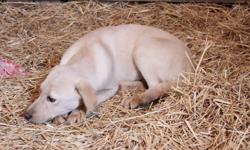 I have two female lab puppies left from the litter. I would really like to rehome these by the holidays! Thats why the price is right, they are perfectly healthy.
 
They are vet checked, have their first shots, and also have been dewormed.
 
These will be