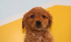 We have 6 Golden Retriever, crossed with a Golden Lab, They are ready to go and are waiting for a loving home. These puppies have their first shots and are dewormed.
There are 3 Golden colored Females, one with short hair; and one golden male, long hair;