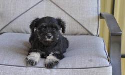 6 Miniature Schnauzer puppies, born August 5th,1 male in the first picture and 5 females in pictures 2,3,4,5,6. Their parents are pure Miniature Schnauzers and this is their mother's first litter, non-shedding, hypoallergenic, extremely friendly, great