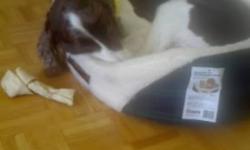 Looking for a long term home for my pure-bread English Springer Spaniel, Oscar. He is cream coloured with chocolate brown markings. Both of his parents were show dogs, and he was sold to me by a registered breeder, whos name and number I can provide if