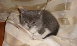 I rescued a stray mother and her litter of 3 kittens living in an alley behind a garage.
 
**One Kitten and her mother need homes, together or separate.
 
The Kitten, "Sarah" is Grey and white, smart and very aware of what is going around her. She loves