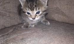 Kittens to give away to good home. There are 2 males and one female. They are litter trained already and eat hard food now.