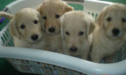 8 Goldendoodle Puppies waiting for their forever homes.  4 handome boys and 4 beautiful girls to choose from.  Th first picture is the boys, second is the girls and third is mommy.
 
Mommy is a Golden Retriever and Daddy is a white Standard Poodle.  Mommy