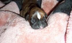 8 BEAUTIFUL LOVABLE BOXER PUPPIES
$600.00 firm
6 males, 2 females.
All brindle, some almost black..all with white patterns on their chests.
Daddy a fawn, Mama a dark brindle.
Vet checked and dewormed
Tailes are docked and dew claws removed