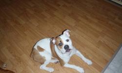 8 month old female brown and white bulldog/boxer cross.  We are asking $1000 to offset the money we have put into her.  She is spayed, and fully up to date on all her shots. She is a lovely dog, friendly and easily trained.  Unfortunately our dog will not
