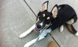 Cute and lovable 8 month old husky/doberman named Summer needs good home. Summer is crate trained and walks very good on a leash as well as off the leash, she loves being outside and meeting new people. Summer is a very loving dog and loves to be near you