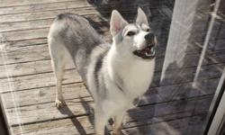 My daughter has a lovely Husky puppy her name is Mika. Due to her relocation, Mika has to go to a new home. The puppy is 8 month old, female, up to date shot by vet, spayed and house trained. Mika is healthy, beautiful and trained by professional. She is