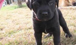 Beautiful Black Lab Puppies for sale.  They are playing outside and learning to go to the bathroom outside now.  Both parents are on site, mom is a PB yellow lab and dad is a PB black lab.  PUPPIES MUST GO as we already have 2 dogs please I don't want to