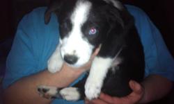 Border collie terrier cross. There are 3 males & 1 female left, paper trained. Make an adorable Christmas present! the first puppy has 1 bule eye and 1 brown eye. the second pic is the female.
This ad was posted with the Kijiji Classifieds app.