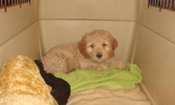 This 9 week old cockapoo is beige in color and is very cute! Very cuddly and fun loving! She has been vet checked and first shots! Serious Inquirys only! Her name is Chloe