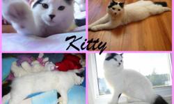 "Kitty"
*free to good home
Female and about 7-8 months old
Kitty litter trained and dewormed
"I WILL NOT GIVE HER TO JUST ANYBODY"
I would love for her to go with an older couple or someone without kids, because that's the reason I'm giving her away,