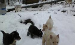 Beautiful pups , blue eyes,  mixed , or brown
All colors; White, Black with mask, Brown, Grey wolf
from the pack of Sled Dogs; gentle and loves the kids, playful, enjoy the snow
Quality garanteed
lots to choose from
mother Ice, Lisay, Miss Gros Nez
prices