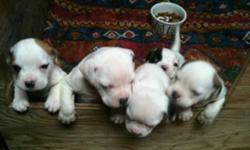 4 American Bulldog puppies available February, 2 males and 2 females, mostly white with head patches. 3 generation picture pedigree available. Website is http://www.rosebull.com
This ad was posted with the Kijiji Classifieds app.