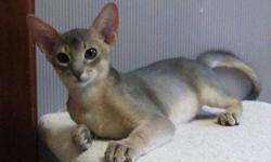 Stunning Blue Abyssinian boy and Fawn Aby girl available for adoption. Playful and affectionate these beautiful kittens are healthy and full of energy but also like their cuddles.