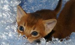 Abyssinian Kittens Available.  Kittens are vet checked and vaccinated prior to placement. TICA registered.
 
250-516-4201