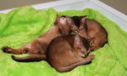 Beautiful and healthy Abyssinian kittens are looking for a loving family.
ACFA Registered, vaccinated, toilet trained.
Ready to go last week of November or I would hold them until Christmas.
Feel free to come and meet them.
One kitten left to go! Would