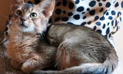 PLEASE
***do not send to us e-mail without identification***
*do not send to us e-mail pUTTING a price in our cats*
 
RUDDY MALE ABYSSINIAN - (Pet or breeding).
 
About Us and Our Cats
 
This cat is qualified as show and breeder or only as a pet.
 
Be