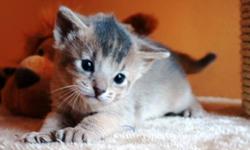 PLEASE
***do not send to us e-mail without identification***
*do not send to us e-mail pUTTING a price in our cats*
 
We Have Available:
01 Blue Female Abyssinian (as a Pet or breeding).
01 Ruddy Females Abyssinian (as a Pet or breeding).
 
About Us and