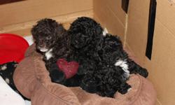 3 very cute non registered toy poodle puppies.
 
One brown male and two black females.They will have first shots and be dewormed.  Available at 8 weeks of age as of Jan 13th.
 
Mother is black with white markings and weighs 8lbs.
Father is chocolate brown