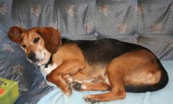 Hi there, my name is Sherlock and I am a very handsome black and tan beagle looking for a forever home. Let me tell you a bit about myself. I love people and like hanging out with other dogs. If you are looking for a new friend to join your family then