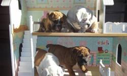 Super Cute 3/4 English Bulldog x 1/4 Boxer Puppies
Born August 29, 2011
Ready to go to a good home.
Both mom and dad are on site.
 
Tails docked, dew clawed, dewormed, vet checked and vaccinated.
 
1 Female
3 Males
 
Please call after 4 PM for any
