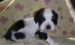 We have 2 little CKC registered girls available: a black and white parti and a black tri parti. These puppies will stay small as adults. Mom weights 14 lbs and dad weighs 11lbs.... regular cockers weigh 20-30+ lbs
 
Our puppies are very socialized with