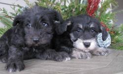 Adorable and Snuggly Schnoodle puppies for sale. Males and females. They are 8 weeks old and ready to go. They come with their first shots, dewormed and vet checked. Father is a minature poodle and the mother is a schnauzer. These puppies are non shedding