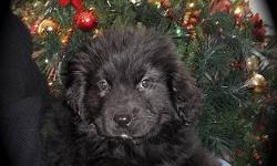 Beautiful black Newfoundland pups from registered parents.  Ready for Christmas.  Will come with shots and deworming.   Call Maggie at 306-287-3181