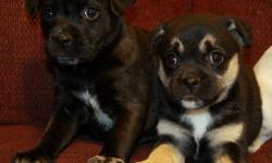 Very sweet mixed puppies now available! Mom is a miniature blue heeler (Australian cattle dog) and dad is a puggle. Born November 25, they are now 9 weeks old and ready to go. These puppies are absolutely adorable, with very lovable and cuddly