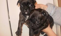 adorable bugg puppies 3803984
