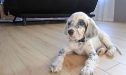 Beautiful 10 week old male english setter puppy for sale! He is an ADORABLE black and white belton. Wonderful breed of dog for children! He is very gentle, a fast learner, and would be great as a companion dog (what we bought him for) or for hunting if