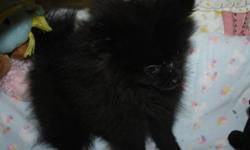 Ready for her new home little black pom female / vet checked/second  vaccination , health guarantee /good start on paper training,well socialized , mom is four half pounds dad is four/ if interested please email some details where she will live / kids