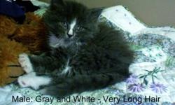 2 adorable FREE kittens Available!  If your interested call Mandy at 4036531616 or 4033609670!