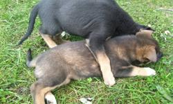 Adorable German Shepard puppies for sale. Puppies will have their first shots and deworm. Very friendly, MUST SEE!