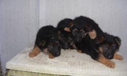 Adorable German Shepherd Puppies Ready to go now.
They were born October 28 th 2011.
These adorable puppies come vet checked, vaccinated and de wormed.
Susan
705 - 835 - 3252