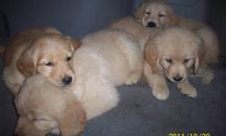 Puppies are now 9 weeks old and ready for their new homes. They have been vet checked, had first shots and have been dewormed.  Both parents are Golden Retrievers and are on site.
Make a great family pet, escellent with children
 
                4 girls