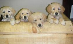 Selling Golden Retriever Puppies
They will make the perfect Christmas gift
NEW PRICE I have 3 Girls left. They are ready to go now . Already started house training and they are doing great. They have their first shots and are dewormed. Both the Mother and