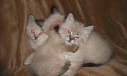 Â·         Age 10 weeks
Â·         They are fully housebroken and use the litter box consistently.
Â·         They have been raised in a family environment and are well socialized to people and other cats. They have never been kept in a cage.
Â·