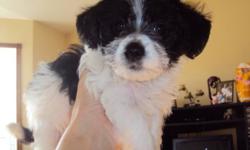 1 female black and white puppy for sale. Mom is bichon frise/poodle, dad is miniature schnauzer. This dog is hypoallergenic (no shedding). If you are interested call 347-7413 and ask for Christine. Puppy is ready for her new home around November 8th,