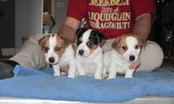 FOR SALE 
 
Adorable short hair, short legged Jack Russell pups. 3 males.
Ready to go December 16 just in time for Christmas. Super cute won?t last long. First shots, tails docked and dewormed $300. Call and ask for Kathleen
(519-550-7483 (cell)
Very