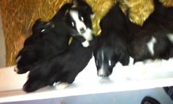 Hello I have 8 little black and white christmas puppies for sale.
 There are four females and four males so lots to choose from
They will be ready to go to their new homes by December 22, 2011 just in time for santa clause to bring a puppy to that special