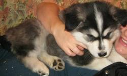 Alaskan Malamute Puppies!!!
Perfect family gift for Christmas!!
3  amazing Alaskan Malamute Puppies for sale!
They are really healty dog and from prime stock!
2 charcol & 1 grey available out of 8! 
The father is a prime giant Alaskan Aalamute of 150lbs &