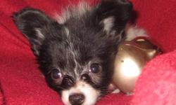 Papillons,also know as the butterfly dogs are wonderful companion dogs that are agile,spunkie little dogs are are extremely smart and very loyal,They are beautiful to look at and are small little dogs.These parents are both very small ,mom keylee is very
