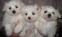 Maltese are a small, happy little bundle of joy.
Maltese are bred as a companion dog and love to be around people. They are good with children and infants, are lively and playful. They love other dogs and cats and are non-shedding and hypoallergenic. They