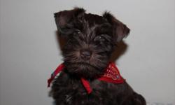Supreme Schnauzers has puppies!
Two are ready to go now and there is two females left from a litter of 3 born on December 25th 2011 that will be ready to go around February 20th
Parents of puppies are AKC registered and come frome excellent champion