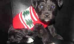 ONLY 2 BABIES LEFT!
Non-shedding & hypo-allergenic!
PUPPIES COME FROM EXCELLENT CHAMPION BLOODLINES IN THE UNITED STATES
1 Male (black) & 1 Female (black & silver)
$650 OR $700 WITH MICROCHIPPING
**They will be ready for their new forever homes December
